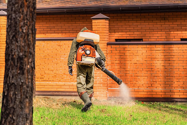 Trusted Ant Control service in Hornell, NY - Nex Pest Control